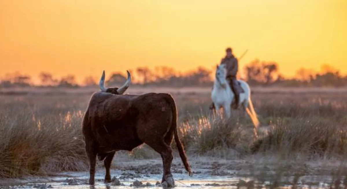 Séminaire en Camargue les 23, 24 et 25 septembre 2026